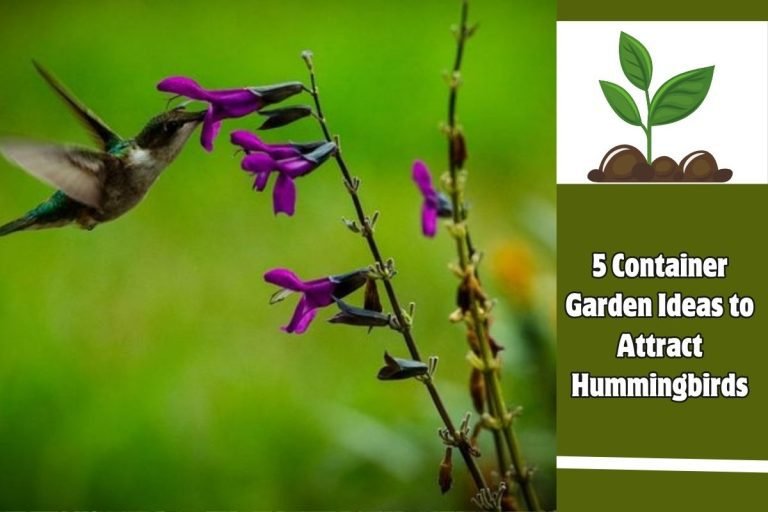 5 Container Garden Ideas to Attract Hummingbirds