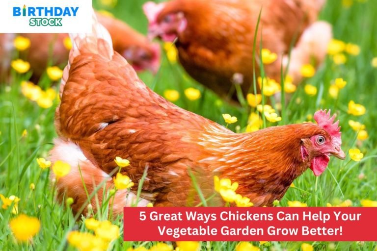 5 Great Ways Chickens Can Help Your Vegetable Garden Grow Better!
