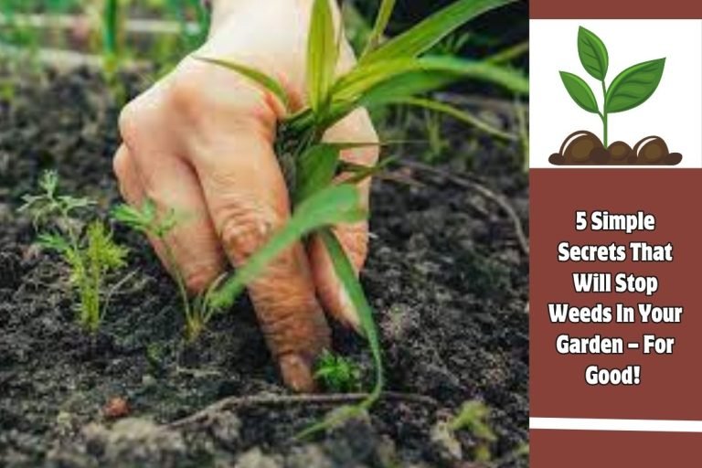 5 Simple Secrets That Will Stop Weeds In Your Garden – For Good!
