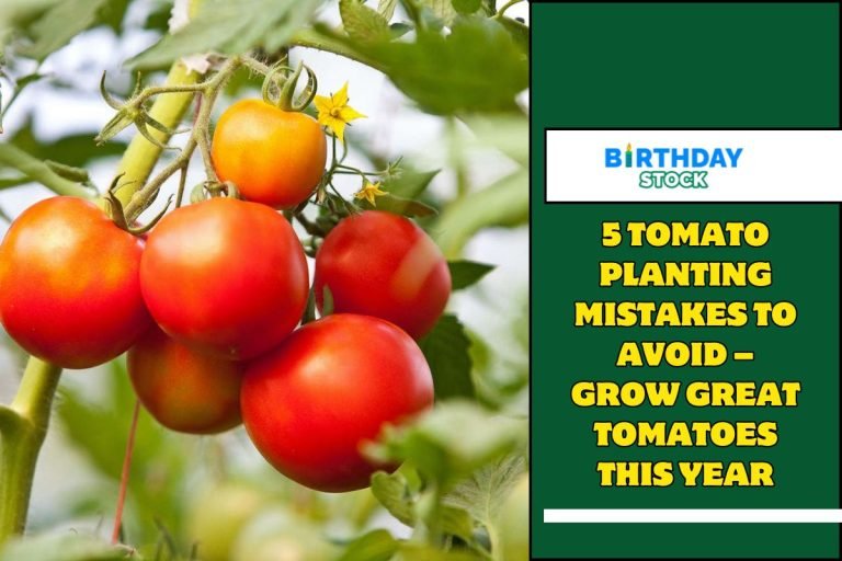 5 Tomato Planting Mistakes To Avoid – Grow Great Tomatoes This Year