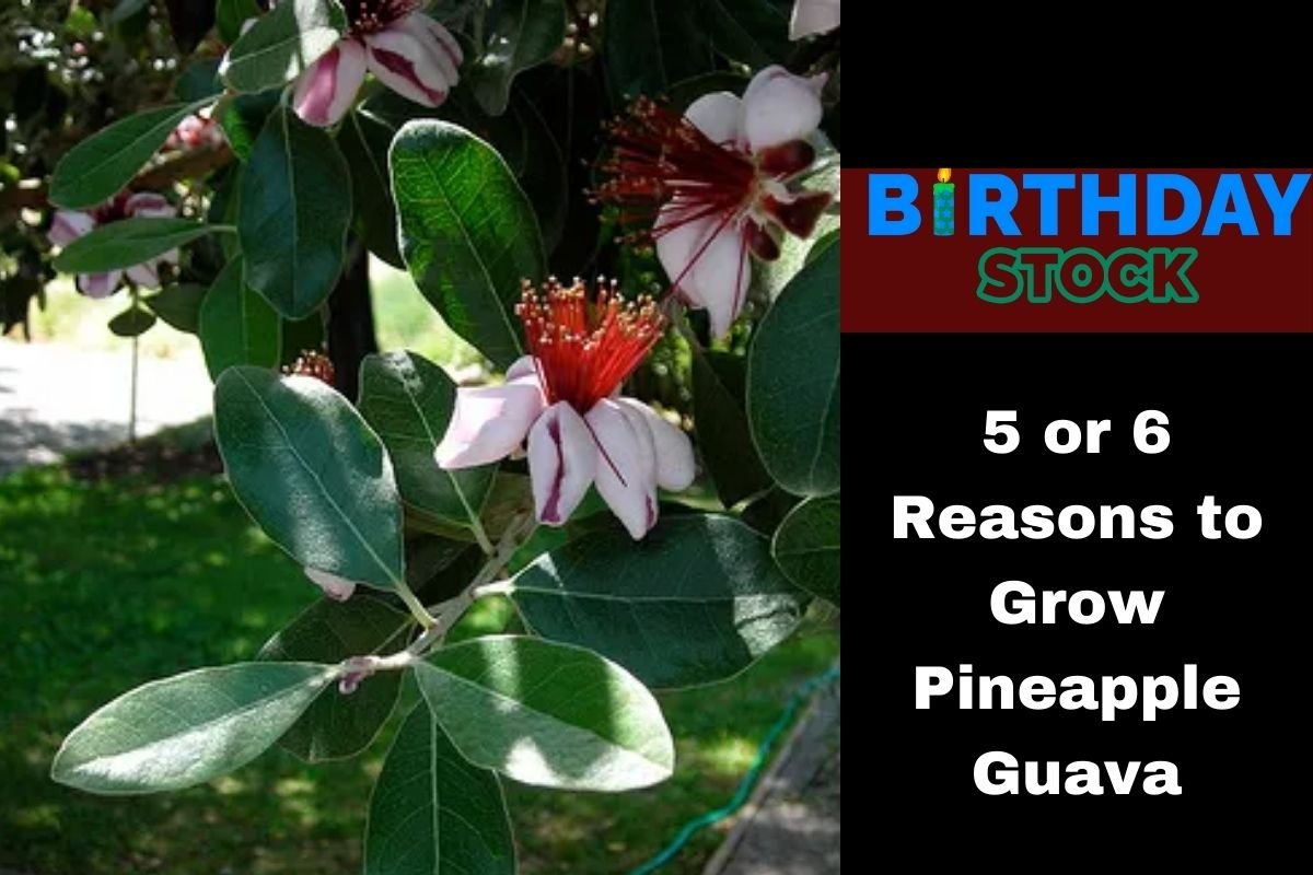 5 or 6 Reasons to Grow Pineapple Guava