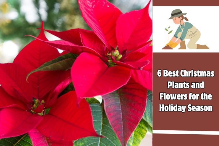 6 Best Christmas Plants and Flowers for the Holiday Season