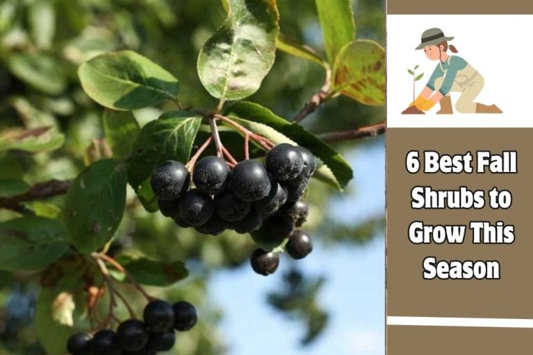6 Best Fall Shrubs to Grow This Season