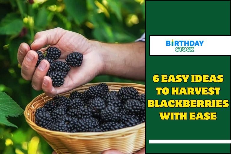 6 Easy Ideas to Harvest Blackberries With Ease