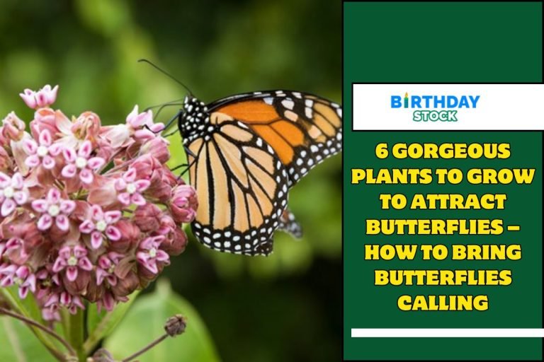 6 Gorgeous Plants To Grow To Attract Butterflies – How To Bring Butterflies Calling