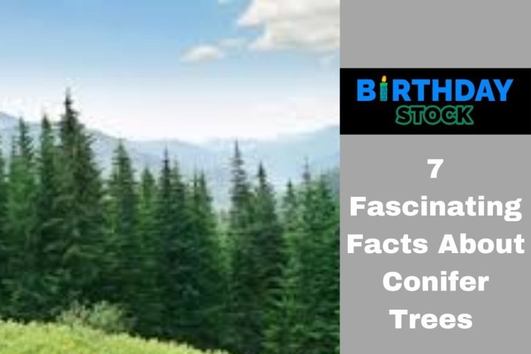 7 Fascinating Facts About Conifer Trees