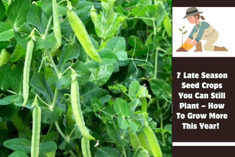 7 Late Season Seed Crops You Can Still Plant – How To Grow More This Year!