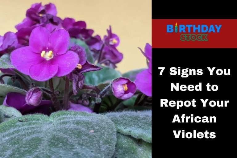 7 Signs You Need to Repot Your African Violets