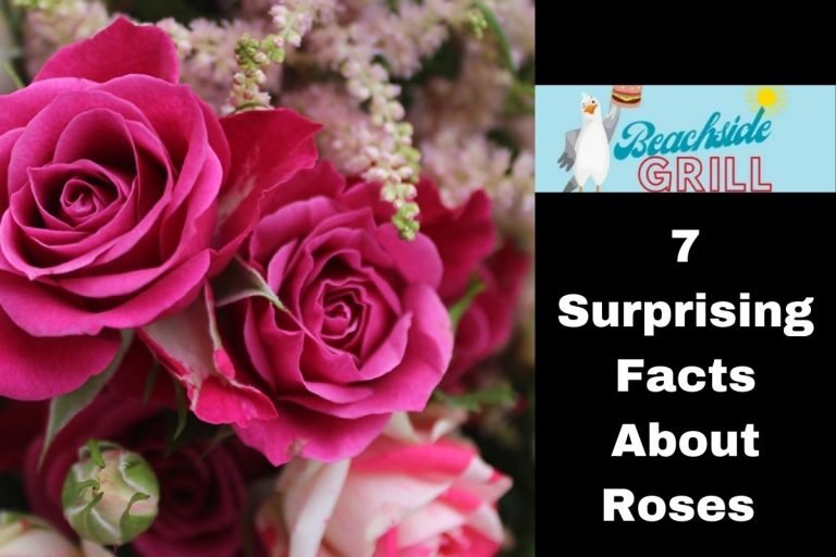 7 Surprising Facts About Roses