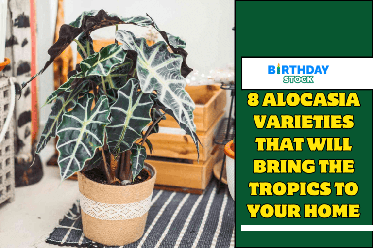 8 Alocasia Varieties That Will Bring the Tropics to Your Home