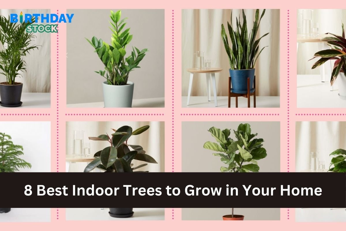 8 Best Indoor Trees to Grow in Your Home