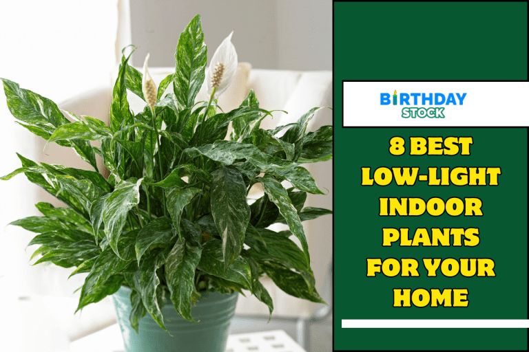 8 Best Low-Light Indoor Plants for Your Home