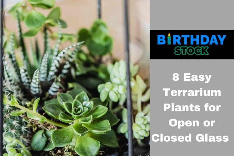 8 Easy Terrarium Plants for Open or Closed Glass