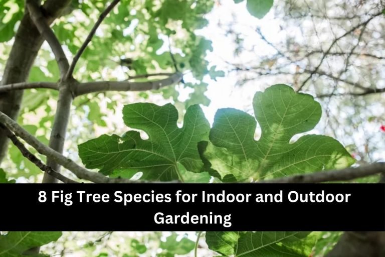 8 Fig Tree Species for Indoor and Outdoor Gardening