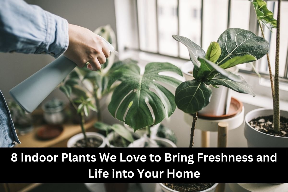 8 Indoor Plants We Love to Bring Freshness and Life into Your Home