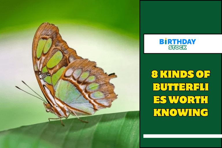 8 Kinds of Butterflies Worth Knowing