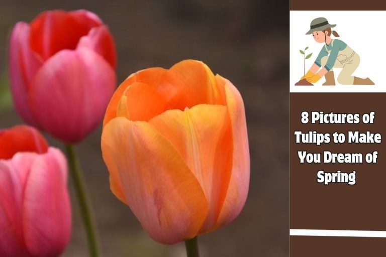 8 Pictures of Tulips to Make You Dream of Spring