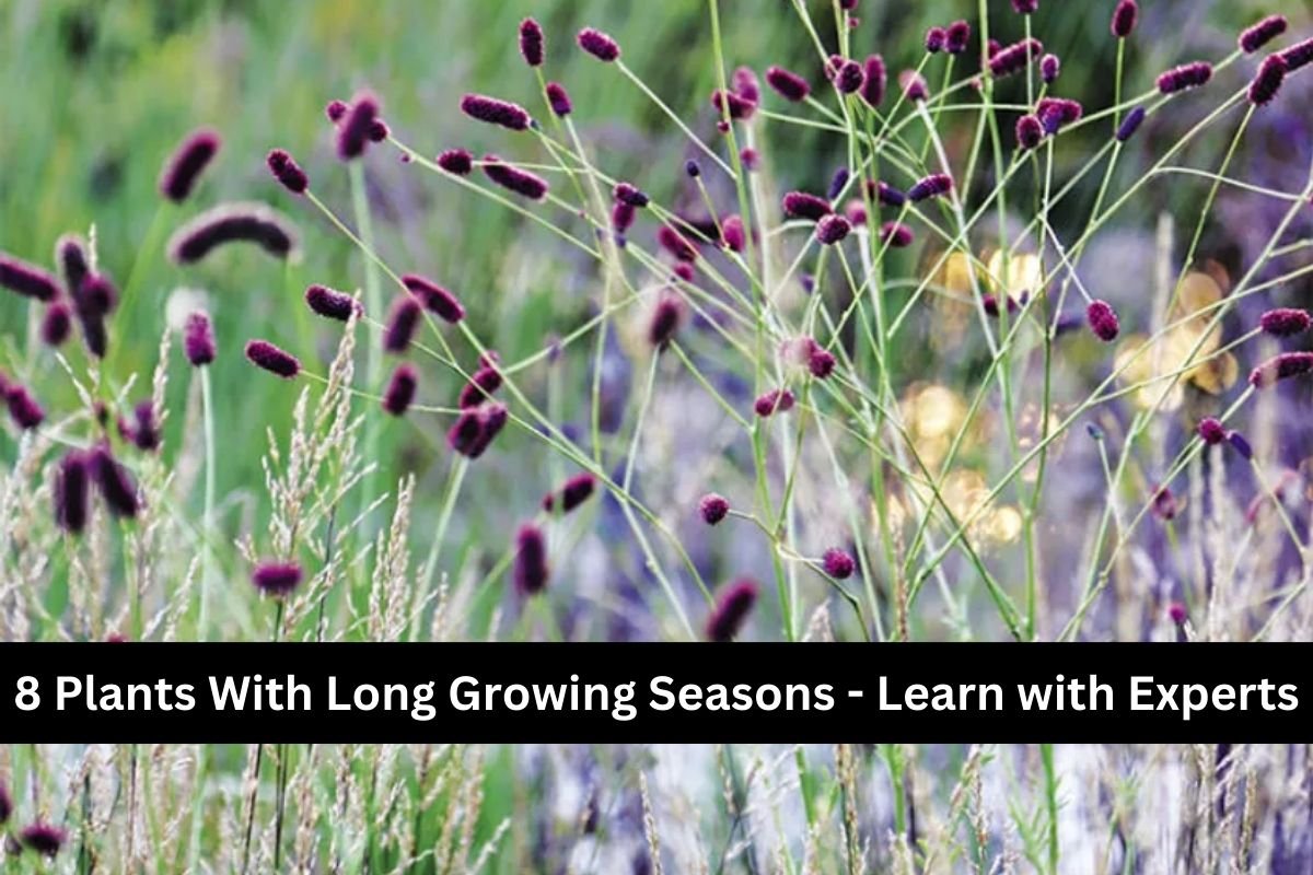 8 Plants With Long Growing Seasons - Learn with Experts