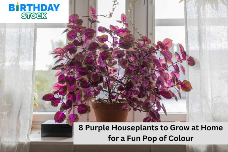 8 Purple Houseplants to Grow at Home for a Fun Pop of Colour