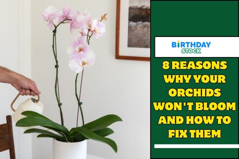 8 Reasons Why Your Orchids Won't Bloom and How to Fix Them