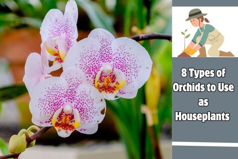 8 Types of Orchids to Use as Houseplants