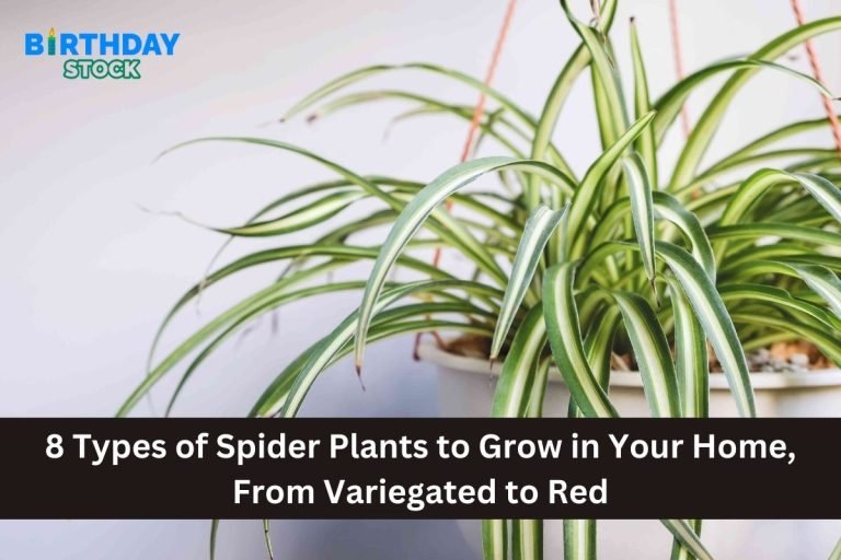 8 Types of Spider Plants to Grow in Your Home, From Variegated to Red