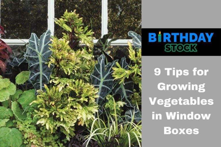 9 Tips for Growing Vegetables in Window Boxes