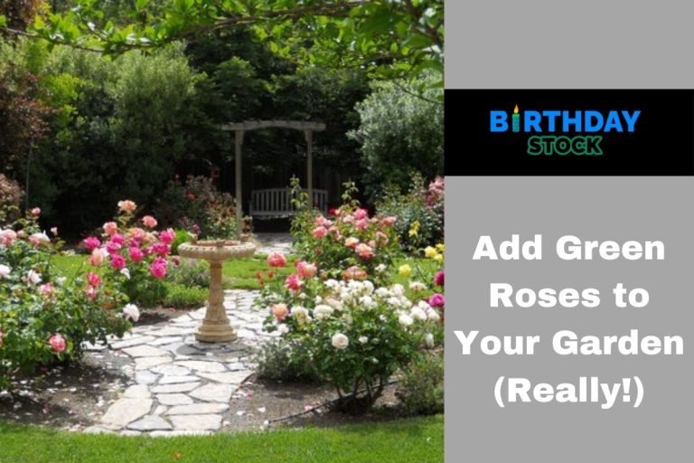 Add Green Roses to Your Garden (Really!)