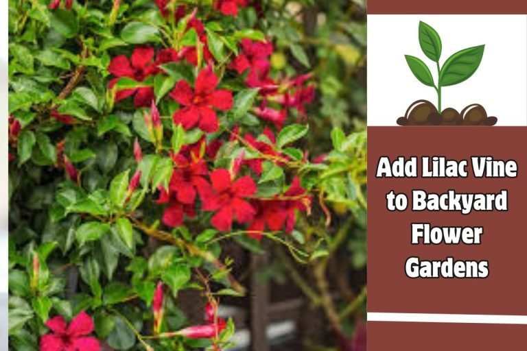 Add Lilac Vine to Backyard Flower Gardens