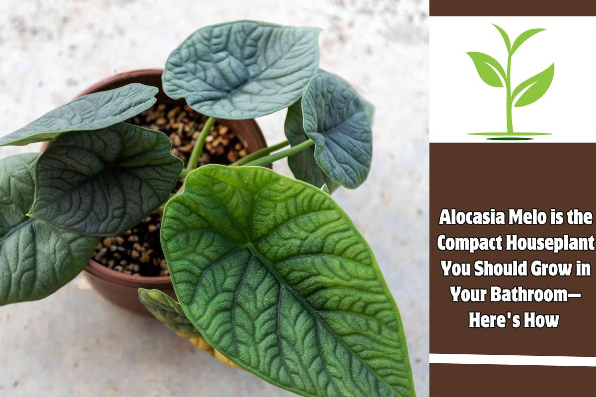 Alocasia Melo is the Compact Houseplant You Should Grow in Your Bathroom—Here's How