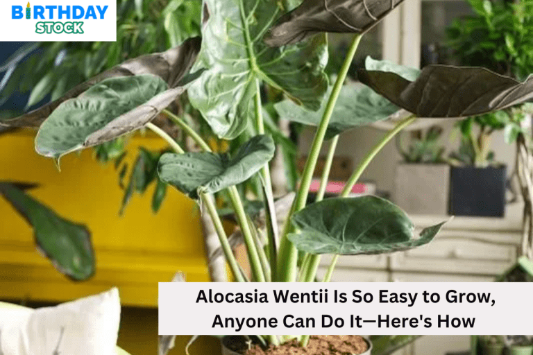 Alocasia Wentii Is So Easy to Grow, Anyone Can Do It—Here's How 