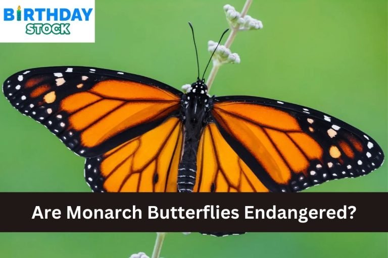 Are Monarch Butterflies Endangered?