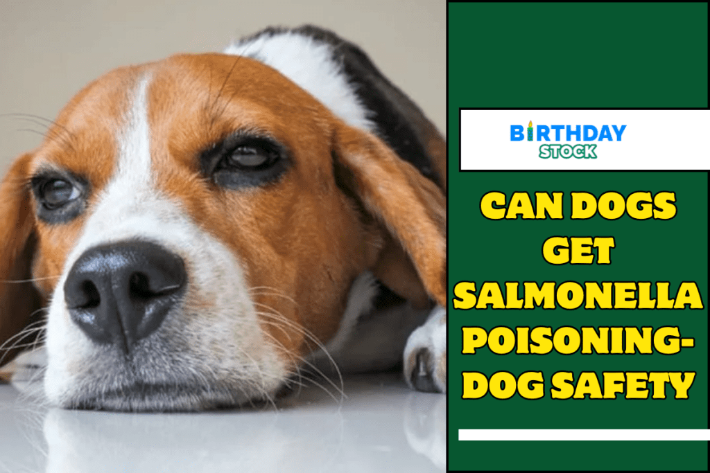 Can Dogs Get Salmonella Poisoning Dog Safety Birthday Stock can-dogs-get-salmonella-poisoning-dog-safety-birthday-stock