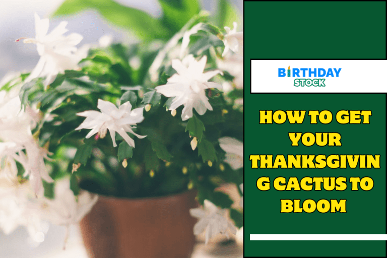 How To Get Your Thanksgiving Cactus To Bloom