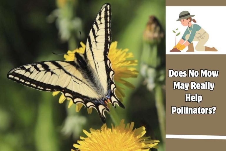 Does No Mow May Really Help Pollinators