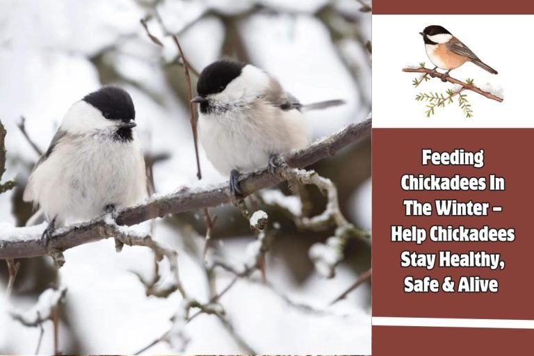 Feeding Chickadees In The Winter – Help Chickadees Stay Healthy, Safe & Alive
