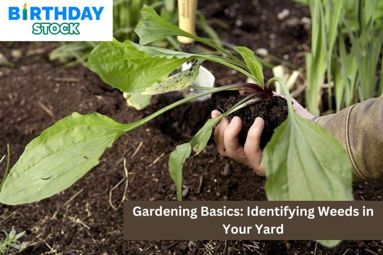 Gardening Basics: Identifying Weeds in Your Yard