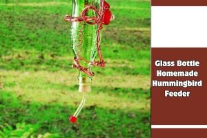 Glass Bottle Homemade Hummingbird Feeder