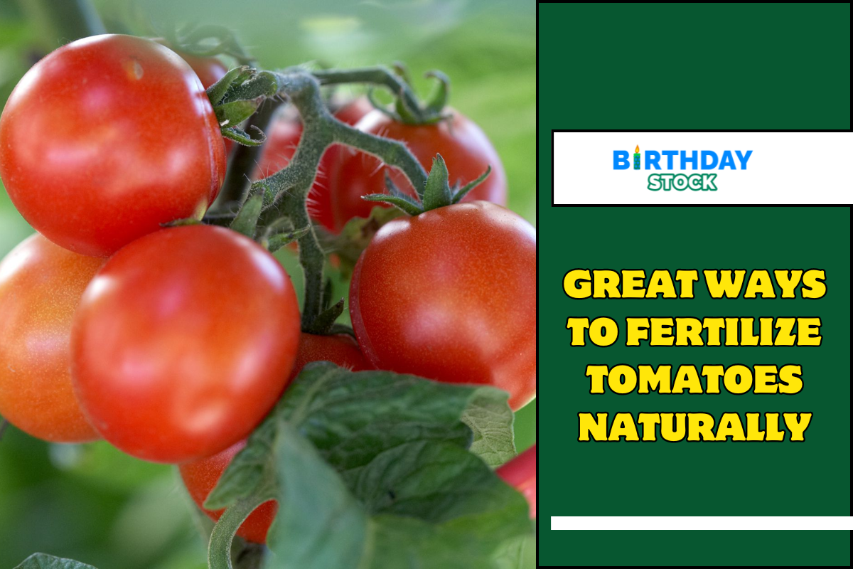 Great Ways To Fertilize Tomatoes Naturally
