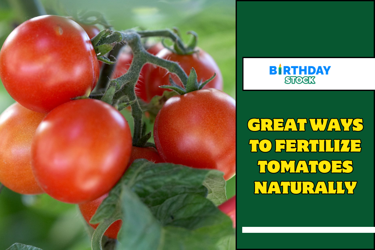 Great Ways To Fertilize Tomatoes Naturally - Birthday Stock