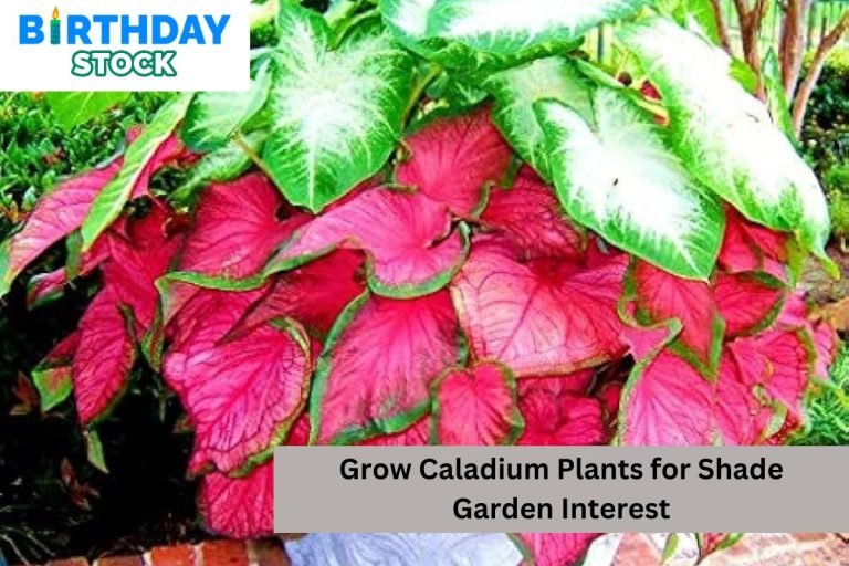 Grow Caladium Plants for Shade Garden Interest