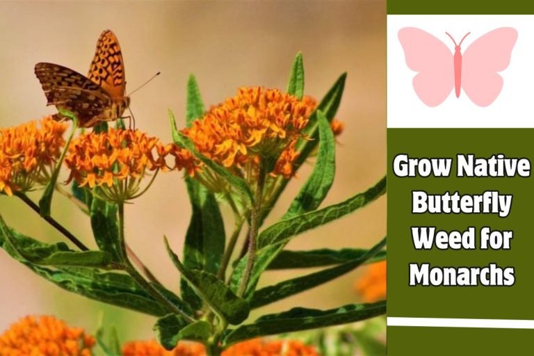 Grow Native Butterfly Weed for Monarchs