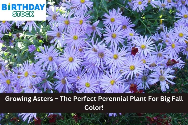 Growing Asters – The Perfect Perennial Plant For Big Fall Color!