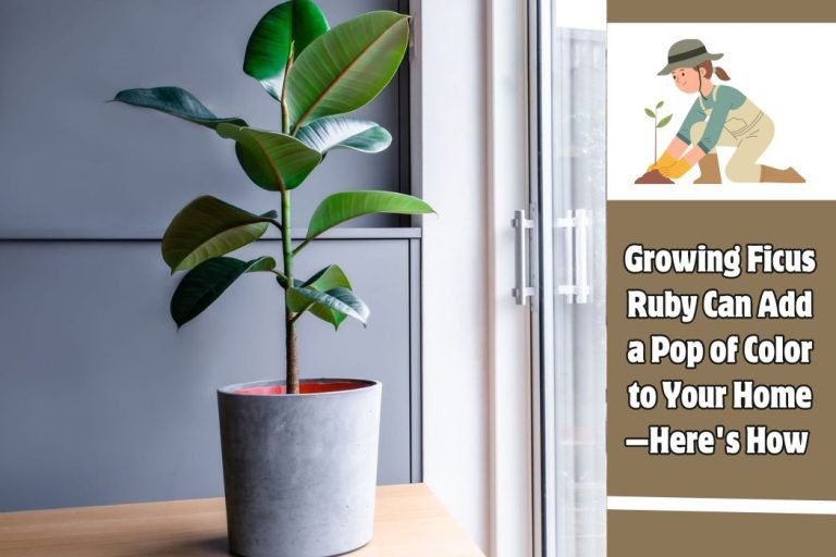 Growing Ficus Ruby Can Add a Pop of Color to Your Home—Here's How
