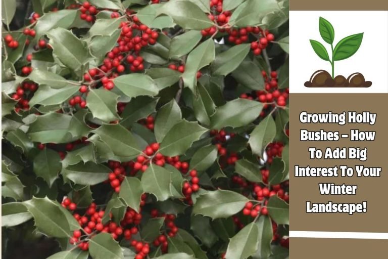 Growing Holly Bushes – How To Add Big Interest To Your Winter Landscape!