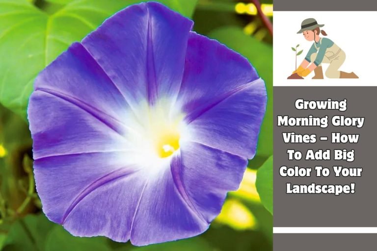 Growing Morning Glory Vines – How To Add Big Color To Your Landscape!