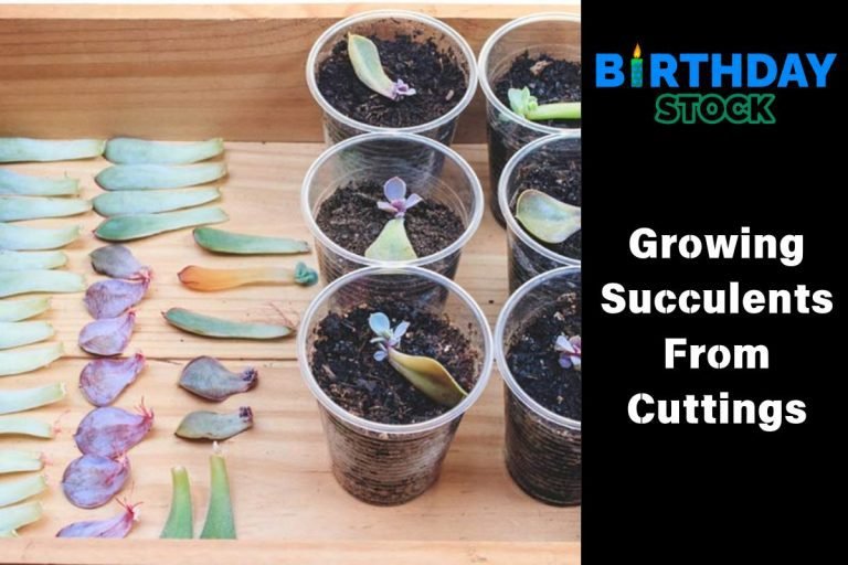 Growing Succulents From Cuttings