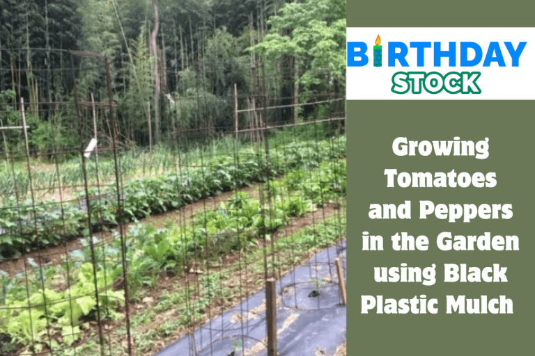 Growing Tomatoes and Peppers in the Garden using Black Plastic Mulch 