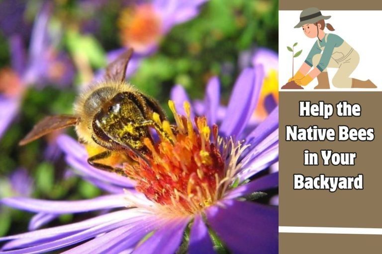 Help the Native Bees in Your Backyard