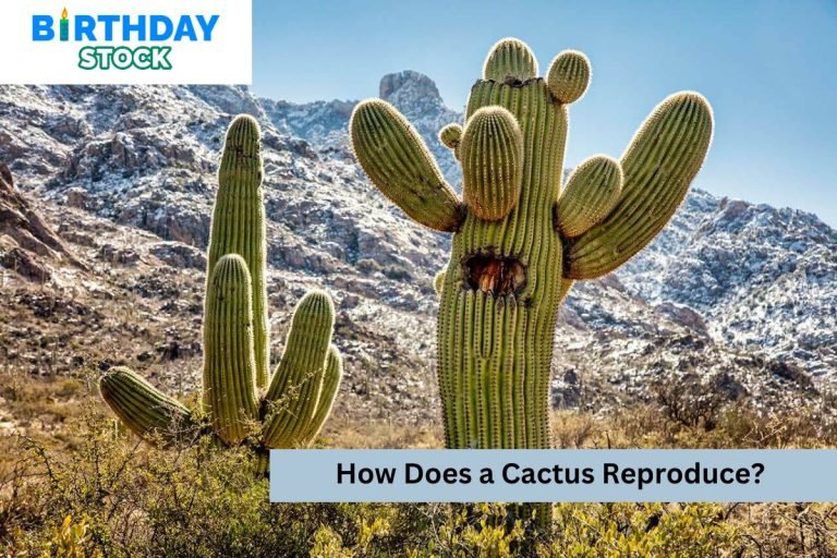 How Does a Cactus Reproduce?
